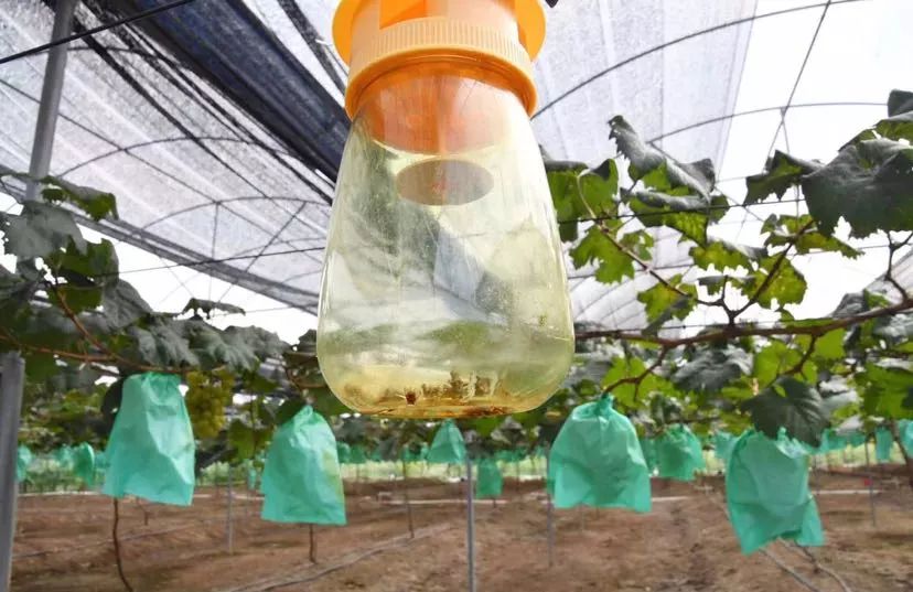 南沙阳光葡萄喜迎丰收，生物农药技术助力绿色采摘季